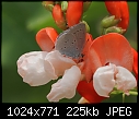 Holly blue butterfly on my runner beans-z_butterfly_0963.jpg