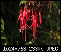 Fuchsia magellanica [1/1]-z_fuchsia_3792.jpg
