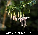 Fuchsia magellanica alba-3631-fuchsia_magellanica_alba.jpg
