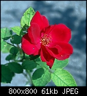 Rose #2-rose_002-0.jpg
