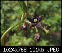 Weed of the week: Dog-strangling vine (Cynanchum vincetoxicum)-z_cynanchum04a.jpg