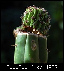 Cactus wants get rid of his grafting-echinopsis_cereus-0.jpg