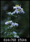 Weed of the week: Michaelmas daisy (Symphiotrichum x salignum)-z_daisy_5938a.jpg