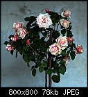 October Rose-rose_spar_rose-1.jpg