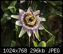 Passiflora caerulea [1/1]-z_passiflora_6080.jpg