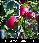 Red apples-apfel_1-1-0.jpg