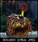 vodoo lily bulb with seed head-sauromatum_venosum-bulb-1.jpg