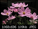 6 feet tall and these are the flowers - DSC_0001.JPG (0/1)-lightpinkcosmosjpg.jpg