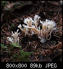 white coral mushroom-pilz_clavulina_coralloides.jpg