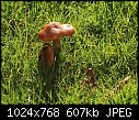 Weed of the week: fungi-z_fungus_7431a.jpg