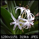 Crinum Llily bloom - DSC_0281a.jpg-dsc_0287a.jpg