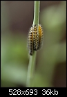 Unwanted wildlife-5978-cabbagewhite-caterpillars.jpg