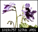 Pretty purple-streptocarpus2.jpg