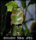 epiphyllum grafting-epiaufmyrtillocactus-3.jpg