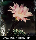 echinopsis-echinopsis-0.jpg