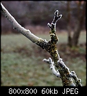 continental frost-apfel_bruennerling-frost-1.jpg