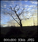 old Jonathan bush with nice cirrocumulus clouds-apfel_bg_0_3-0.jpg