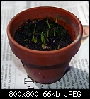mo' flowerpot peekin' [tulip seed]-tulip_dasystemon_seed-20140205-0.jpg