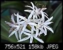 Last one for Crinum lily all buds open - DSC_0336a.jpg-dsc_0336a.jpg
