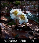 winter rose-helleborus_niger_04.jpg