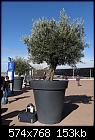 Bonsai olive tree [1/1]-z_0485.jpg