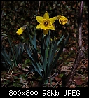 1st daffodils-narcissus_pseudonarcissus-trad1.jpg