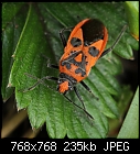 Bug (Corizus hyoscyami) [1/1]-z_corizus_1296b.jpg