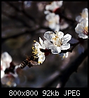 apricot flowers-marillenblueten_0189_0027.jpg