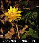 Weed of the Week: Pilewort (Ranunculus ficaria) [1/1]-z_pilewort_0996a.jpg