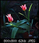tulips kaufmannia-tulip-kaufmannia_20140327.jpg