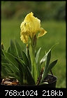 Iris pumila (yellow form)-z_pumila_1735a.jpg
