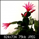 epi 24-0308-easter_cactus.jpg