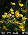 Weed of the Week: Creeping buttercup (Ranunculus repens)-img_2161-buttercups-.jpg