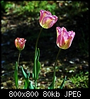 tulips, 'Greenland' this time-tulip-greenland-1.jpg