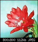 'nother epi bloom [#21]-epiphyllum_021_20140428-0.jpg