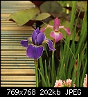 Chelsea Flower Show 10: Siberian Iris-z_3447a.jpg
