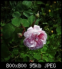 Centifolia 'Fantin Latour'-rose_cent_fantin_latour-1.jpg