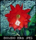 -epiphyllum_012-0.jpg