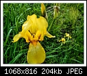Img-1065-Iris-dscn1065.jpg
