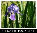 Img-1056-Iris-dscn1056.jpg