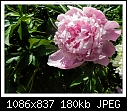 Img-1079-Pink Peony-dscn1079.jpg