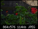 Ordhid cactus - DSC_0478.JPG (1/1)-dsc_0471a.jpg