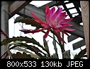 Ordhid cactus - DSC_0478.JPG (1/1)-dsc_0478a.jpg