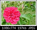 Img-1163-Rose-dscn1163.jpg