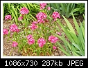 Img-1168-a flower-dscn1168.jpg