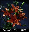 firelilies-lilium_bulbiferum-5.jpg
