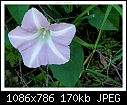 Img-1198-Wild petunia-dscn1198.jpg