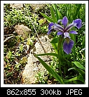 Img-1218-Water Iris-dscn1218.jpg
