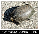 Img-1196-Turtle-dscn1196.jpg