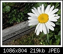 Img-1289-Daisy-dscn1289.jpg